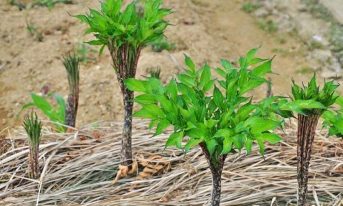 地鳖的药用功效与禁忌-地鳖的药用功效网 | 地鳖的药用功效与主治,地鳖的药用功效与禁忌