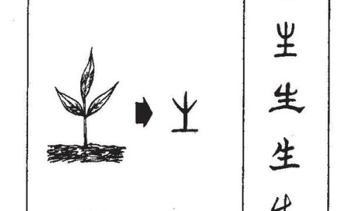 地鳖的药用功效与禁忌-地鳖的药用功效网 | 地鳖的药用功效与主治,地鳖的药用功效与禁忌